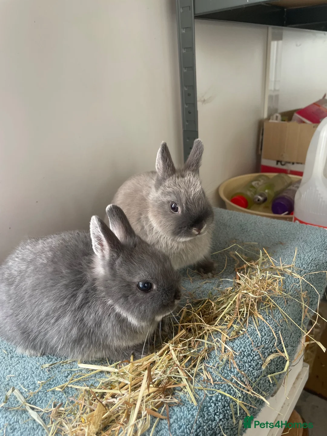 Netherland Dwarf rabbits for sale: Netherland Dwarf purebred Baby Rabbits in Aylesford - Advert 7