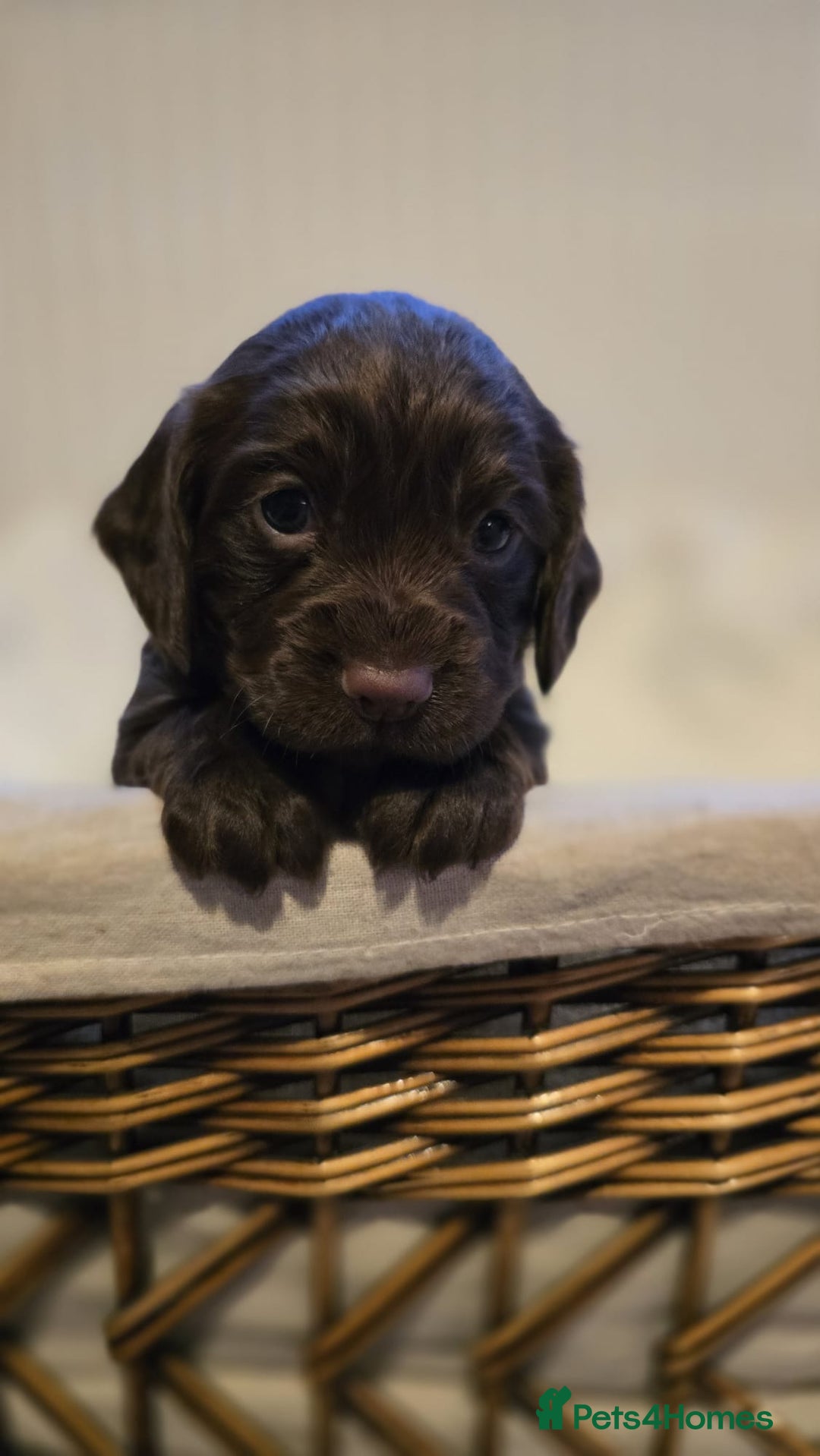Cocker Spaniel dogs for sale: 3 beautiful working cocker spaniel pups  - Advert 8