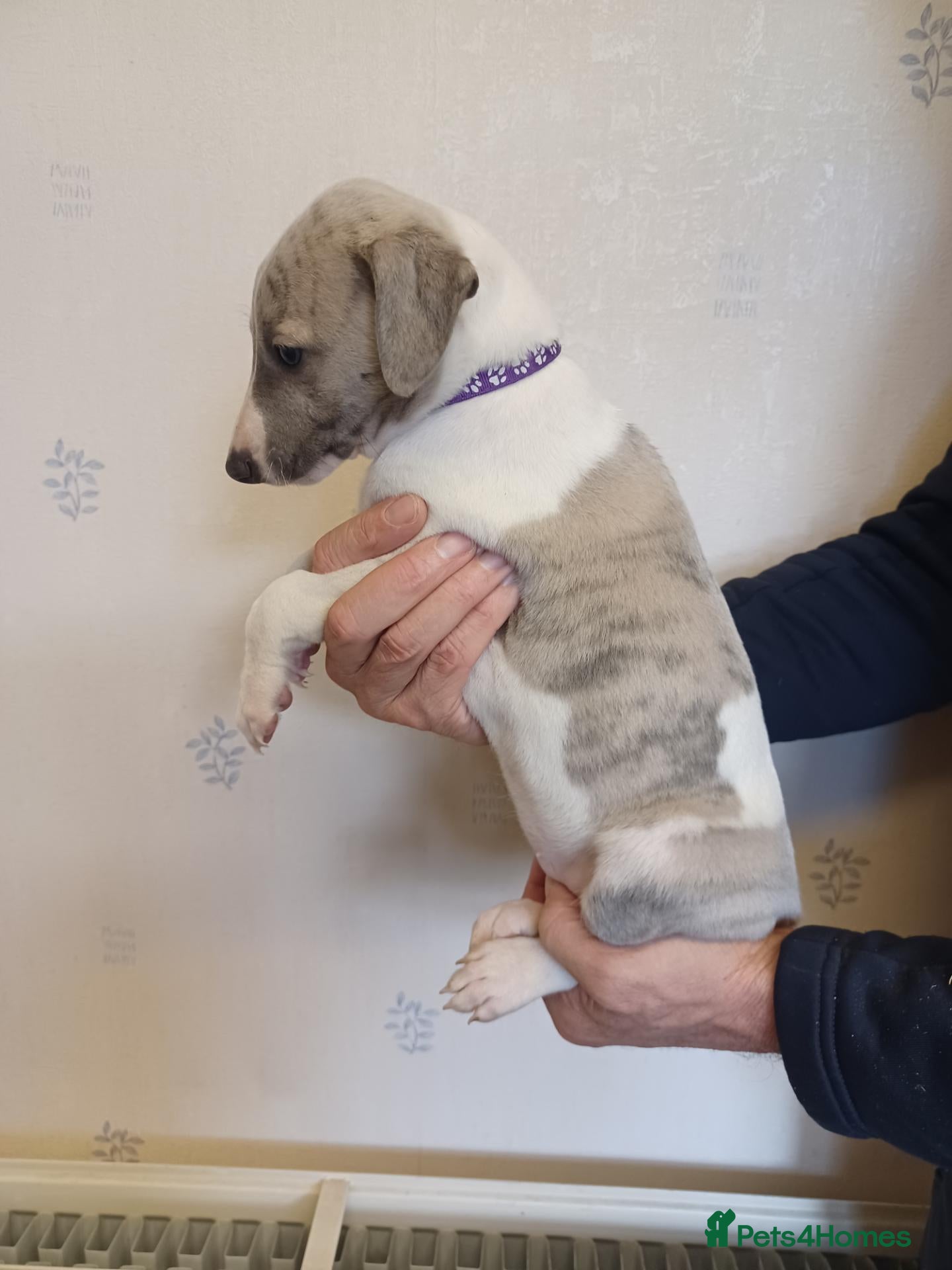 Whippet dogs Beautiful Pedigree Whippet Puppies  - Advert 2