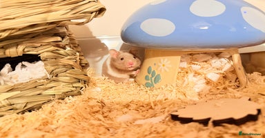 Hamster rodents - Advert 5
