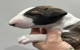 English Bull Terrier dogs for sale: Puppies Available  - Image 20