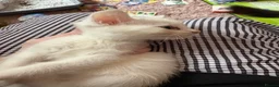 Mixed Breed cats for sale: 3 mixed mainecoon kittens ready for new home.  - Advert 3