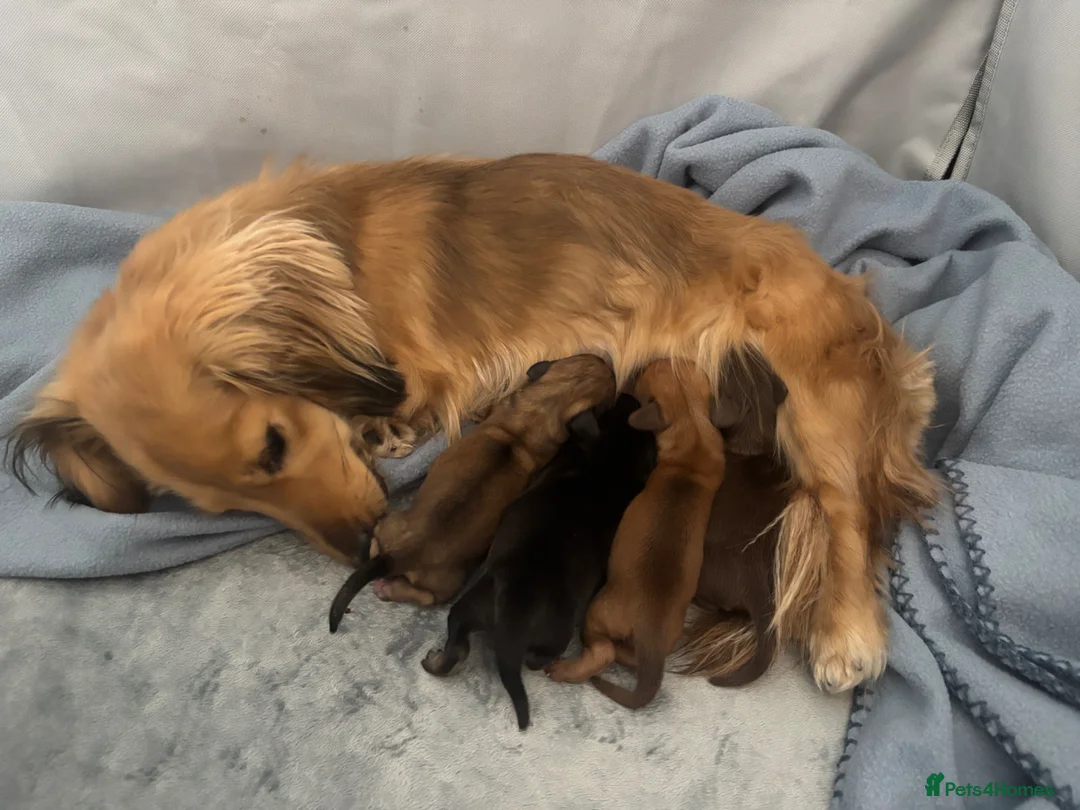 Miniature Dachshund dogs for sale: Beautiful Miniature Dachshund Puppies – Ready Soon in Stratford-upon-Avon - Advert 2