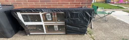 Mini Lop rabbits for sale: 2 Female mini lob rabbits - Advert 6
