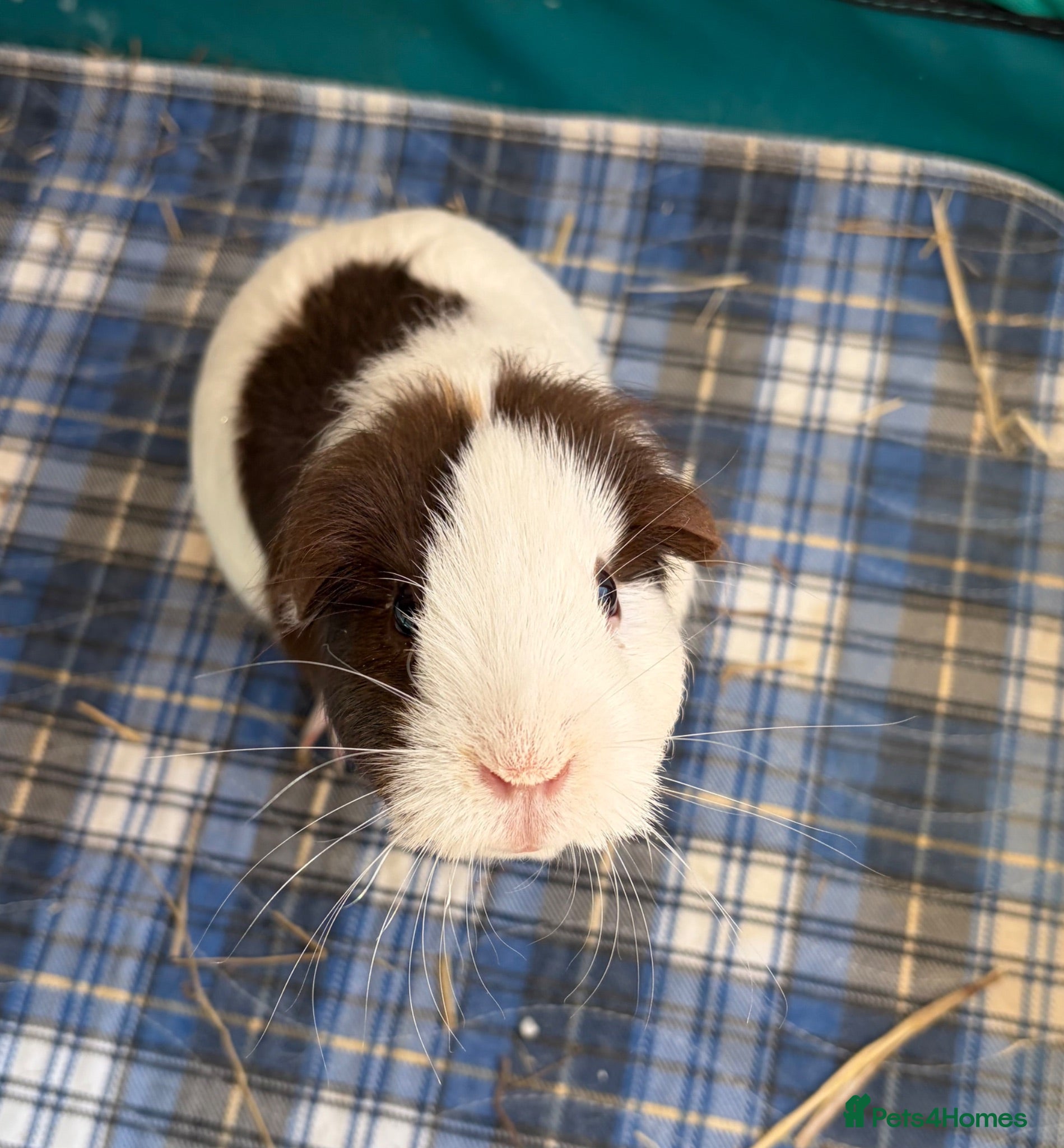 Guinea Pig rodents Single female pig - 18 months old  - Advert 1