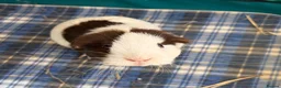 Guinea Pig rodents for sale: Single female pig - 18 months old  in Abingdon - Advert 1