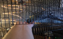 Conures birds for sale: Violet turquoise gcc - Image 4