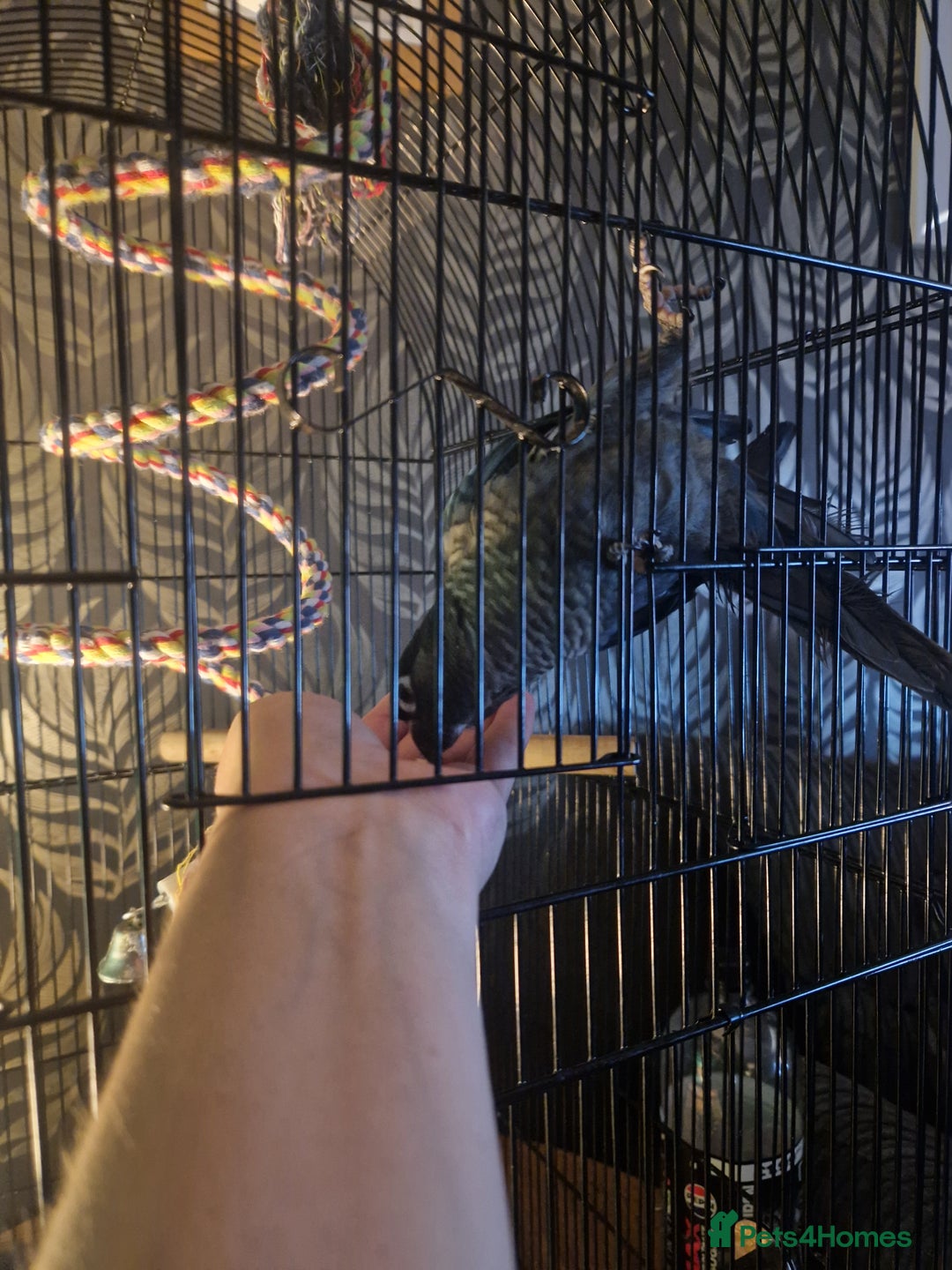 Conures birds for sale: Violet turquoise gcc - Image 4