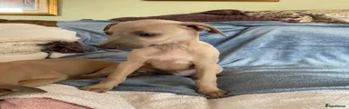 Puppy 6 Daphne fawn blue mask 