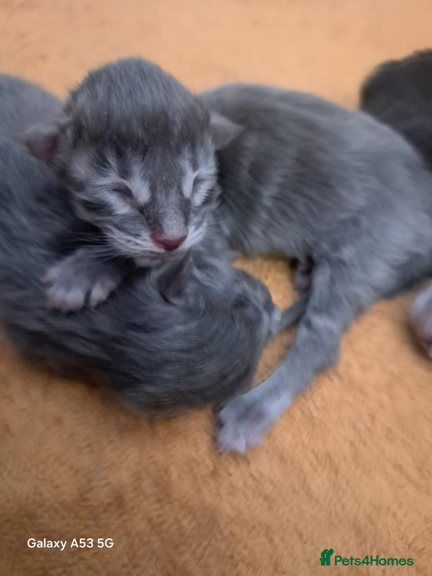 Maine Coon cats Blue Silver Maine coons Gccf **HAVE ARRIVED!** - Advert 12