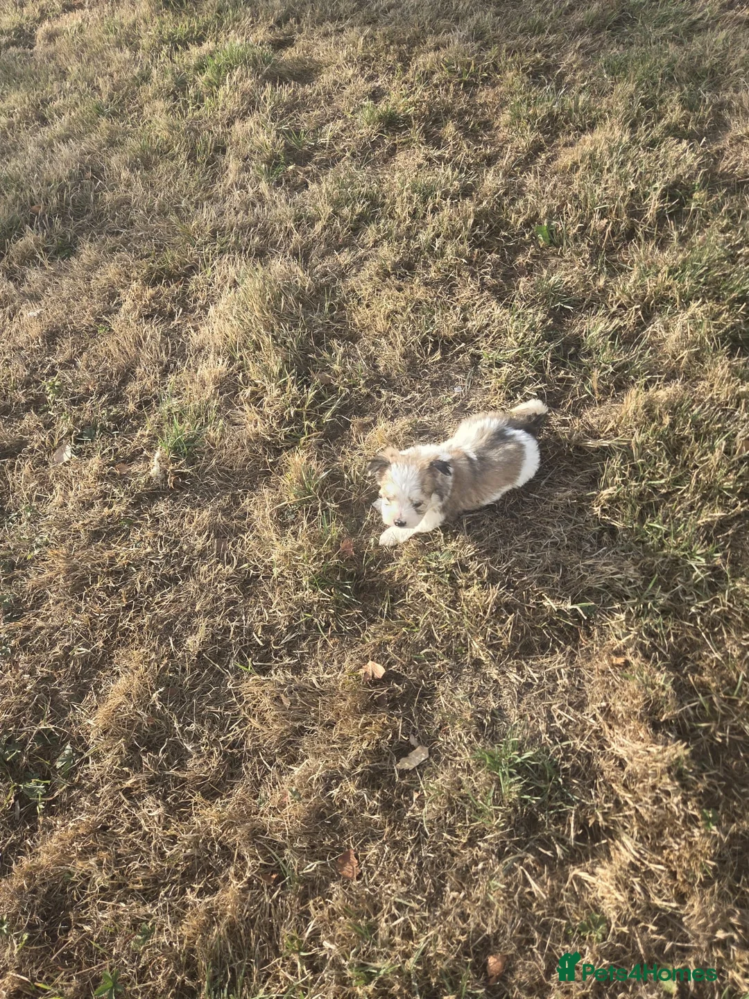 Mixed Breed dogs for sale: Jack Russel X Maltese  in Ellesmere Port - Advert 17