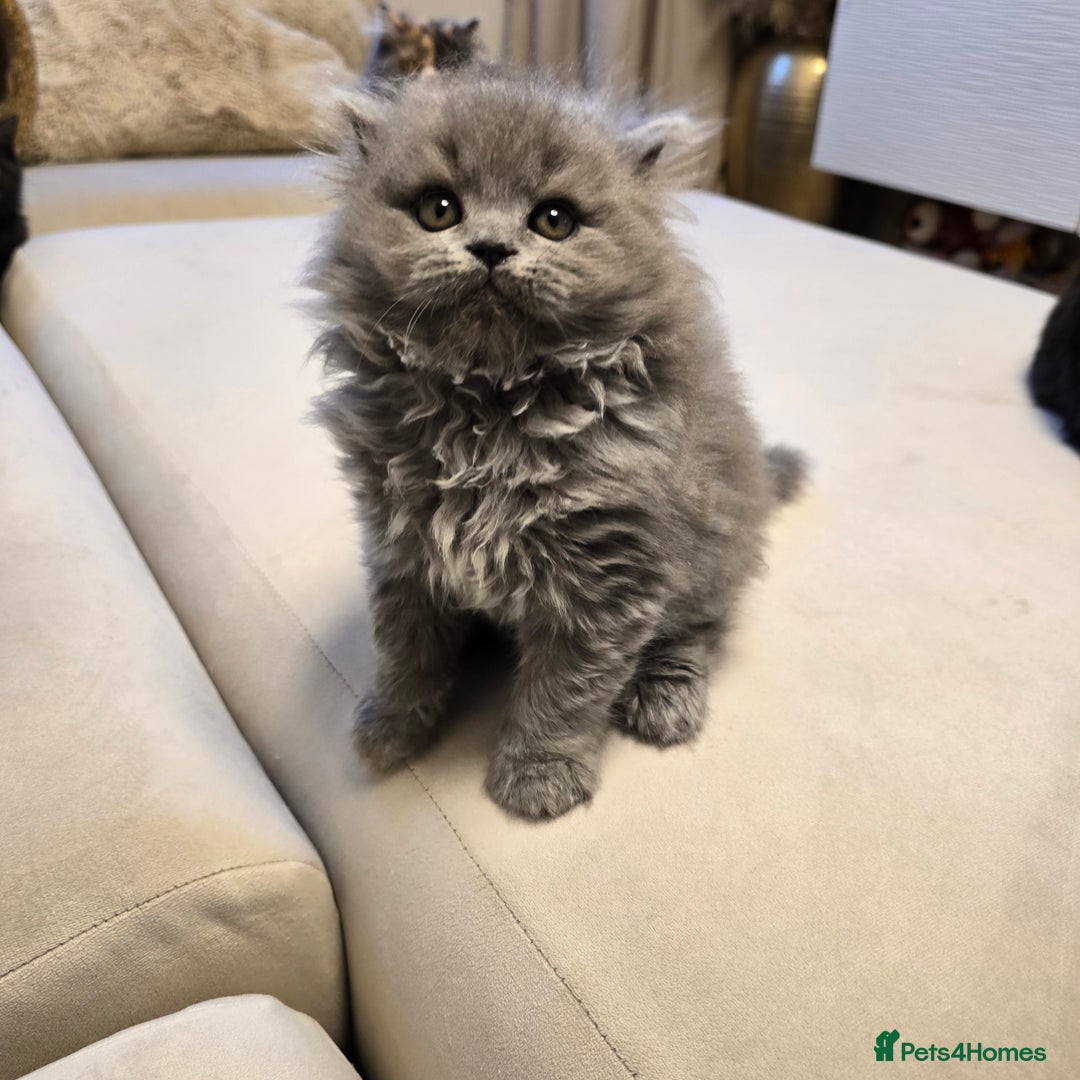 British Shorthair cats for sale: 💫RARE💫 BLACK SMOKE FEMALE & BLUE LONGHAIR MALE  - Advert 6