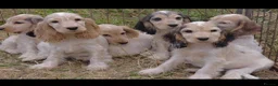 Cocker Spaniel dogs for sale: Beautiful cocker spaniels  in Wrexham - Advert 2