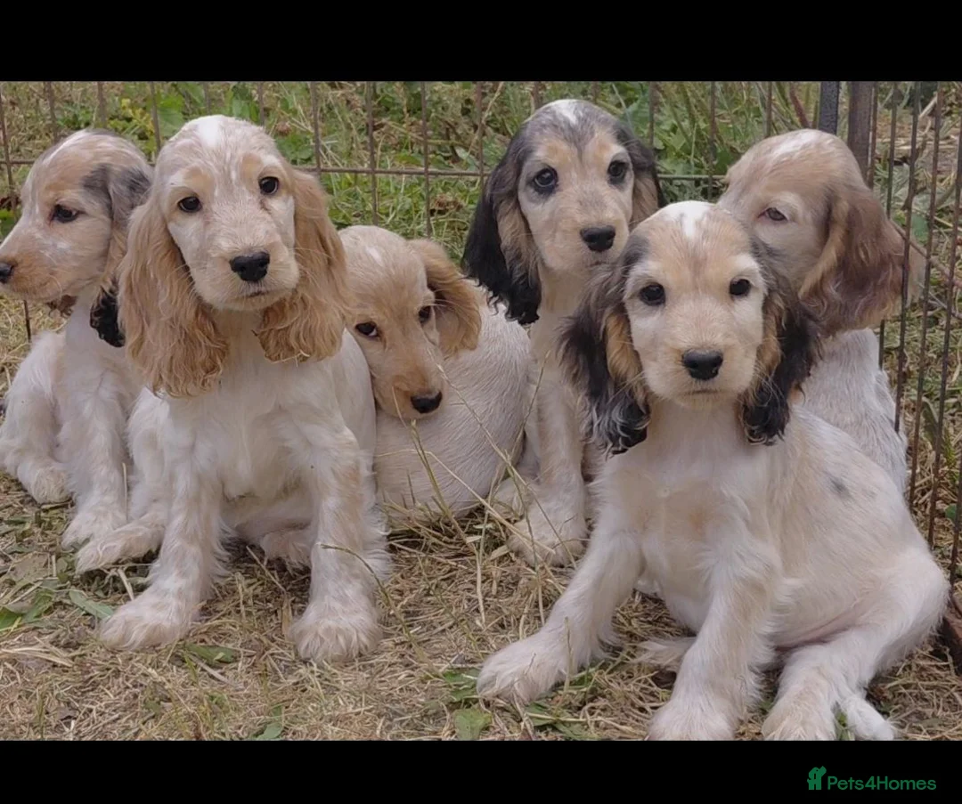 Cocker Spaniel dogs for sale: Beautiful cocker spaniels  in Wrexham - Advert 2