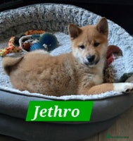 Japanese Shiba Inu dogs Gorgeous Shibas - Advert 1