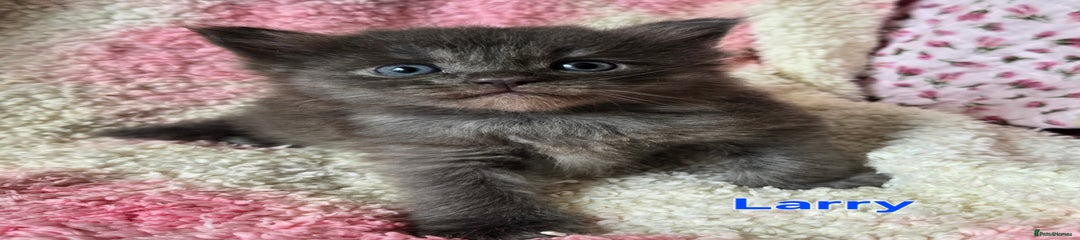 Maine Coon Kitten 5 Larry 