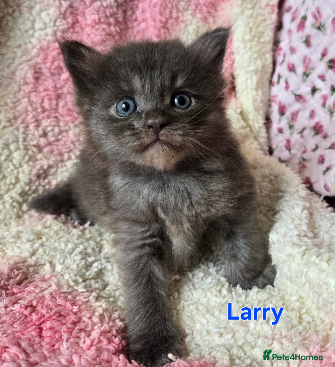 Maine Coon cats for sale: Beautiful playful Maine Coon kittens  - Image 8
