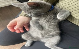 British Shorthair cats for sale: BSH x Ragdoll - Ready Now - Image 4