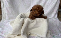 Cockapoo dogs for sale: F1 fox red cockapoos mixed littler new ad   - Image 18