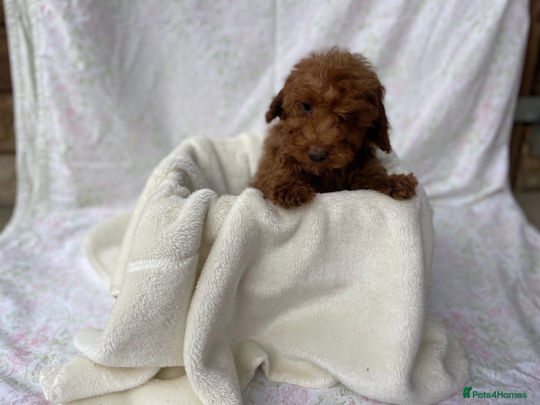 Cockapoo dogs for sale: F1 fox red cockapoos mixed littler new ad   - Image 18