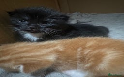 Mixed Breed cats for sale: One boy one girl - Advert 3