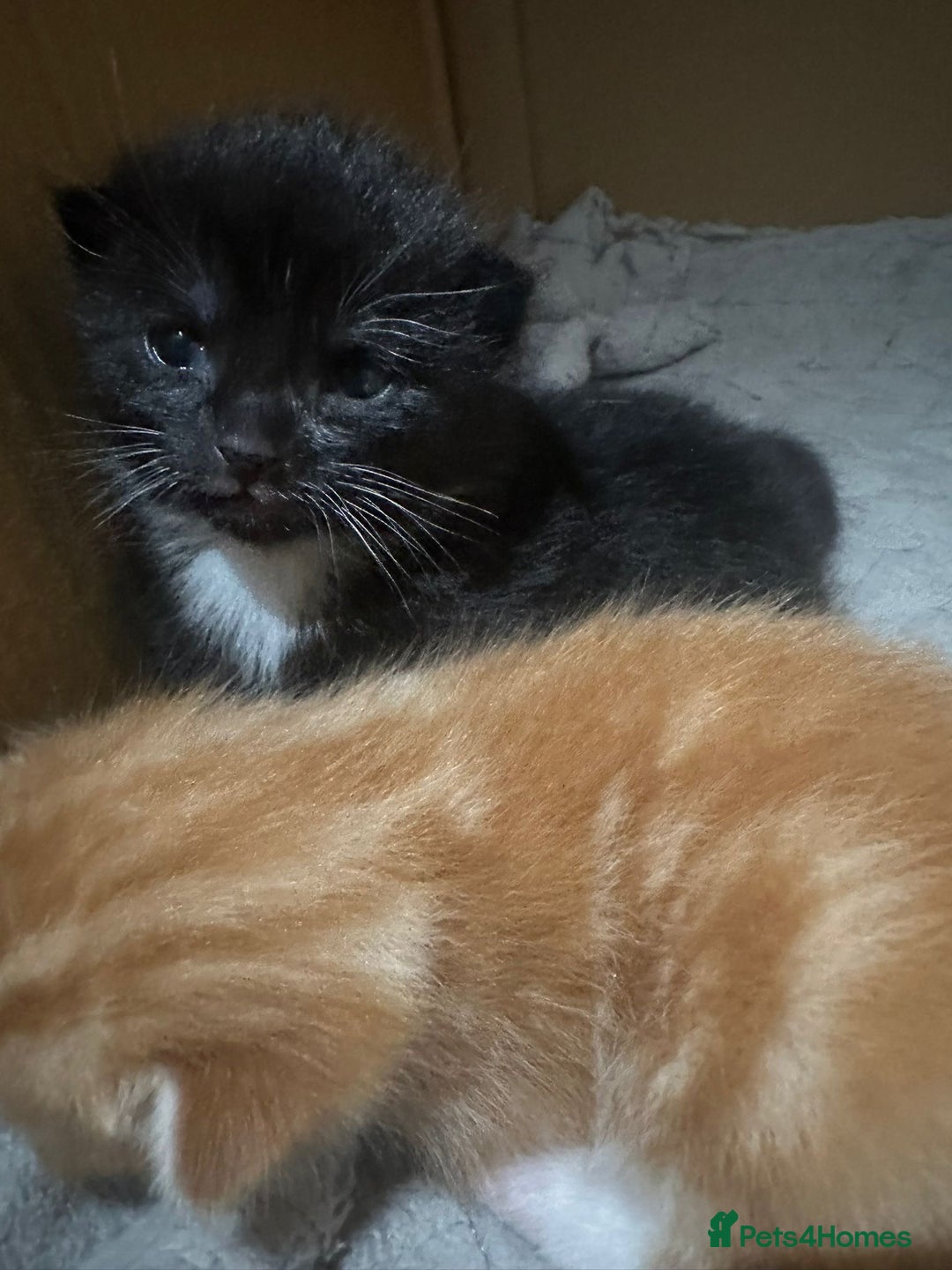 Mixed Breed cats for sale: One boy one girl - Advert 3
