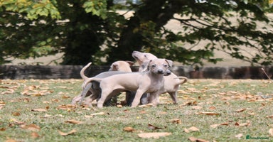 Italian Greyhound dogs - Advert 4
