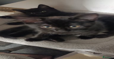 British Shorthair cats - Advert 3