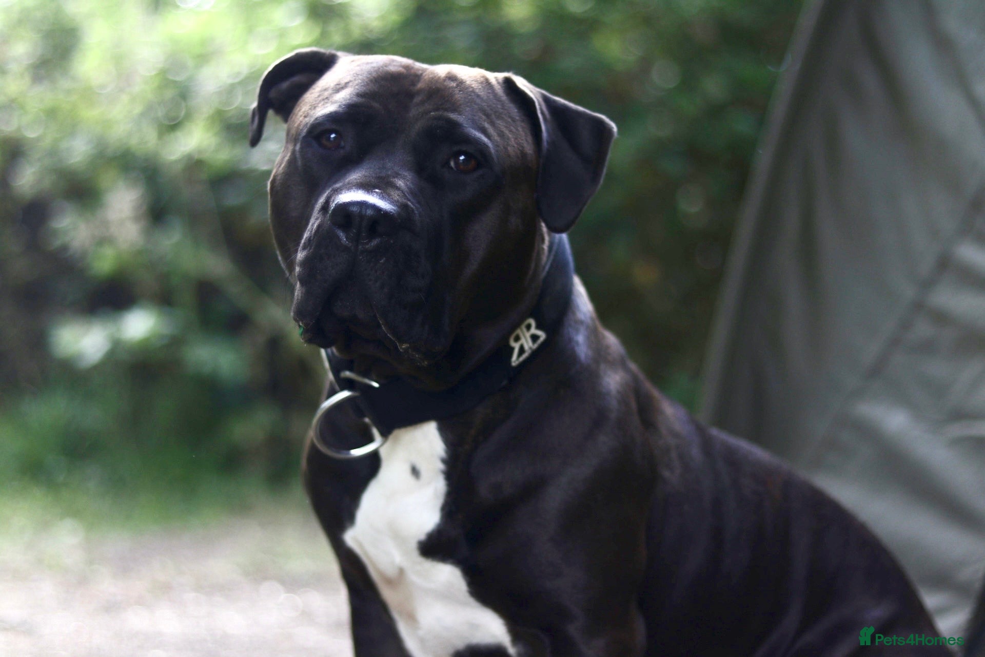 American Bully dogs Standard American Bully Female - Advert 10