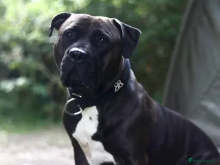 American Bully dogs Standard American Bully Female - Advert 10