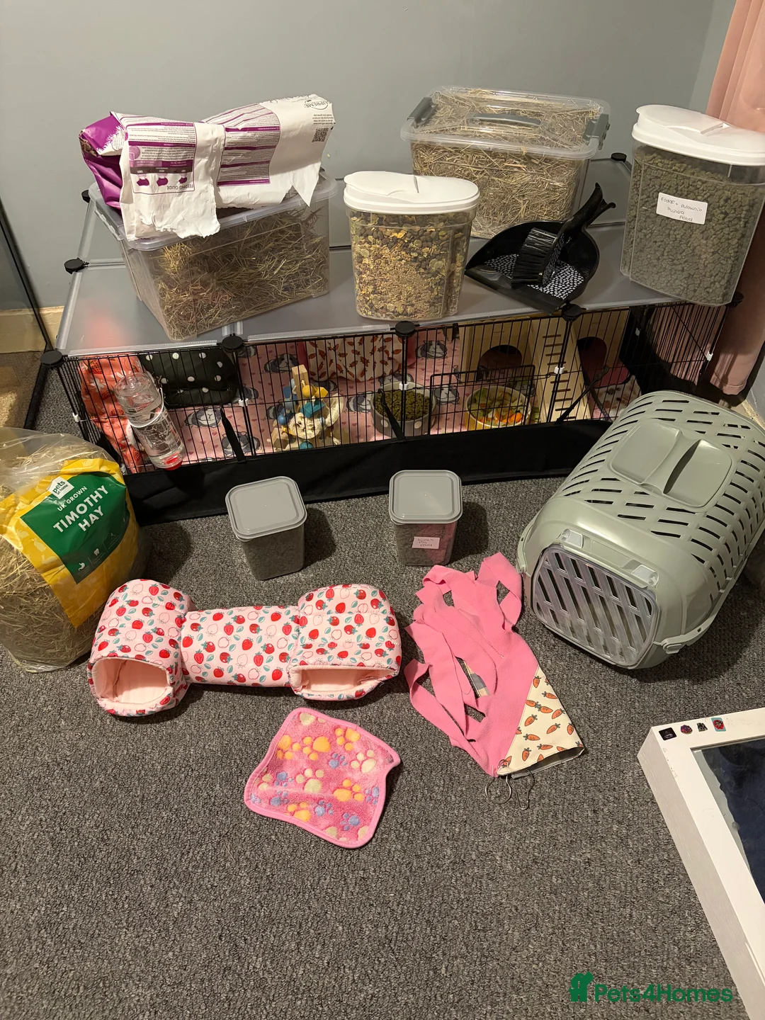 Guinea Pig rodents for sale: 2 male guinea pigs and full set up plus extras  - Advert 4