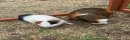 Guinea Pig rodents for sale: 3 male guinea pigs  - Advert 2