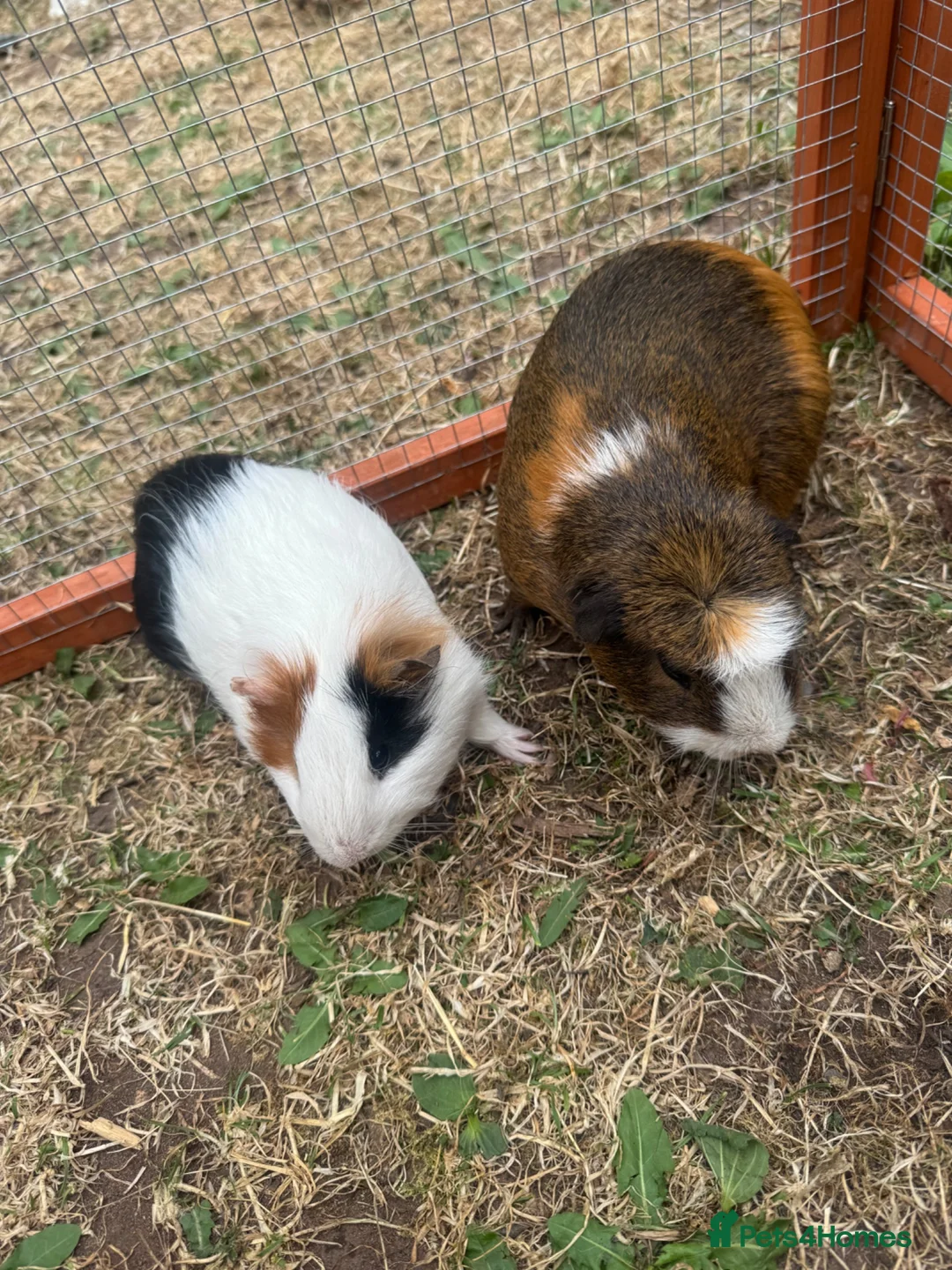 Guinea Pig rodents for sale: 3 male guinea pigs  - Advert 2