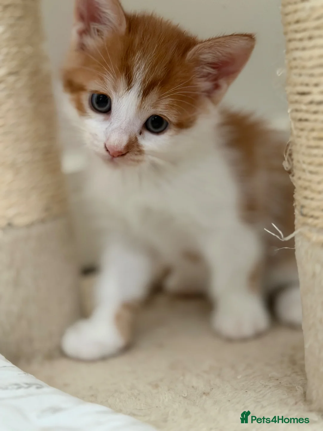 Mixed Breed cats for sale: Cats  in Hoddesdon - Advert 5