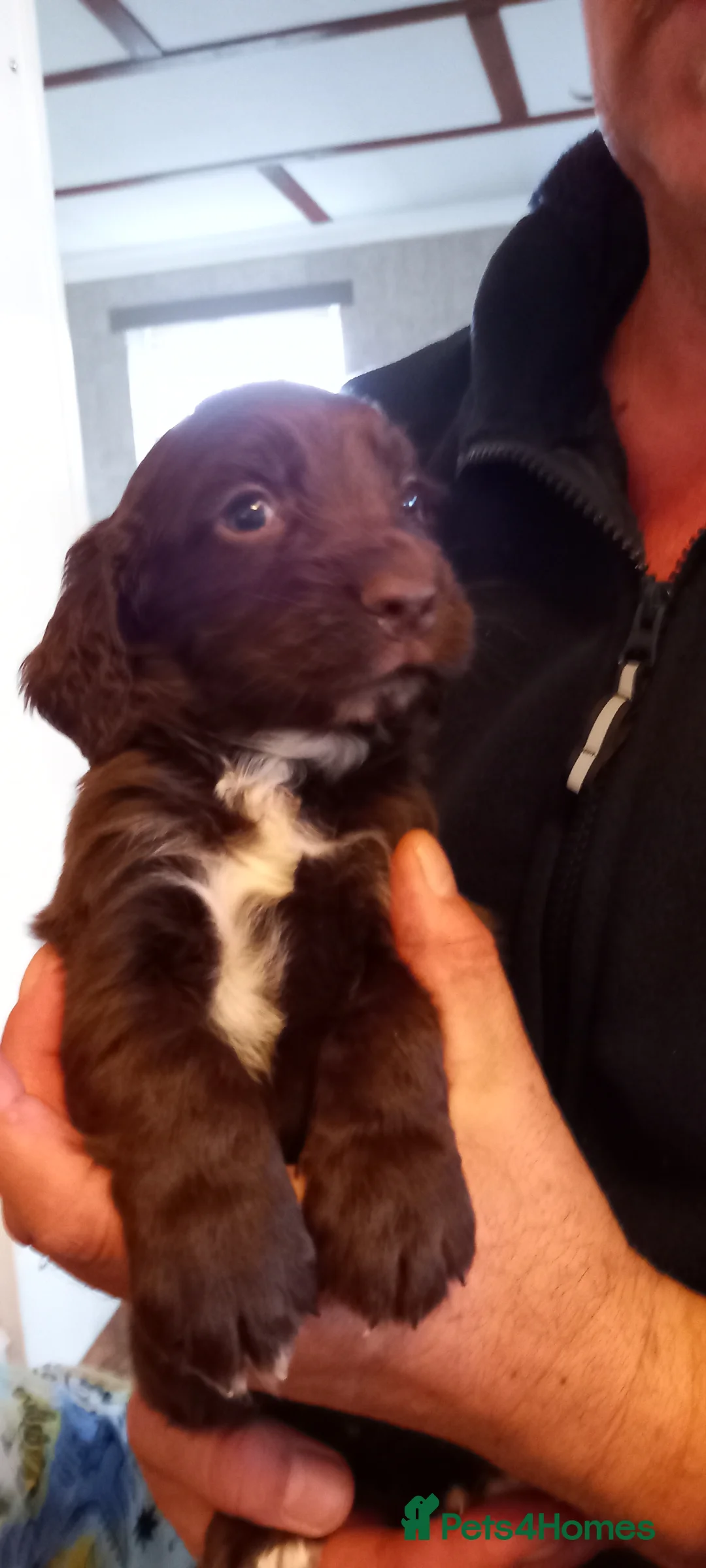 Cocker Spaniel dogs for sale: Gorgeous chocolate cocker spaniels  - Advert 10