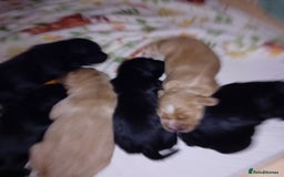 Cocker Spaniel dogs for sale: KC REGISTERED WORKING COCKER SPANIELS  - Image 7