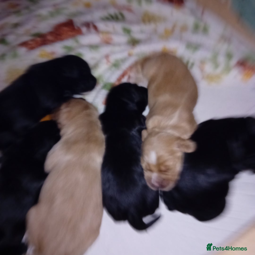 Cocker Spaniel dogs for sale: KC REGISTERED WORKING COCKER SPANIELS  - Image 7