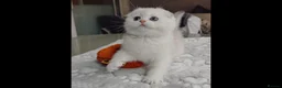 Scottish Fold cats for sale: Beautiful TICA-Registered Scottish Fold Kittens - Advert 7