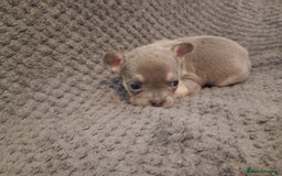 French Bulldog dogs for sale: Two french bulldog puppies caring pink. - Image 3