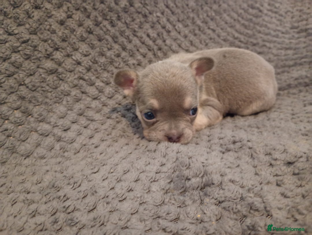 French Bulldog dogs for sale: Two french bulldog puppies caring pink. - Image 3