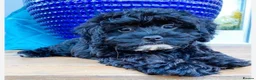 Poodle dogs for sale: Show Miniature Cockapoo F1b female puppies  - Advert 7