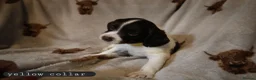 English Springer Spaniel dogs for sale: 3/8 left- English Springer Spaniel Pup - Advert 8