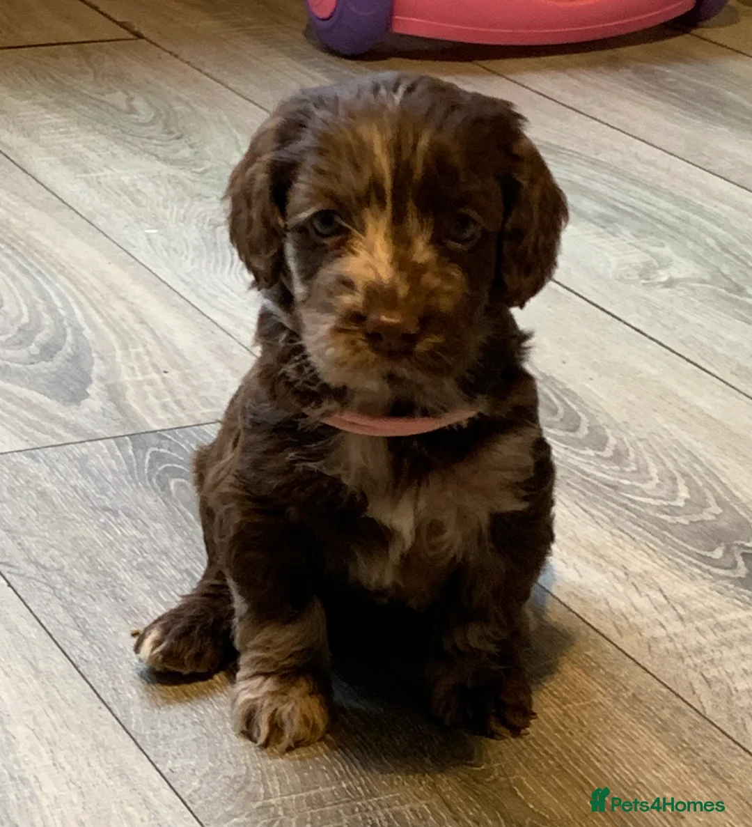 Cockapoo dogs for sale: Healthy toy poodle companions  - Advert 10