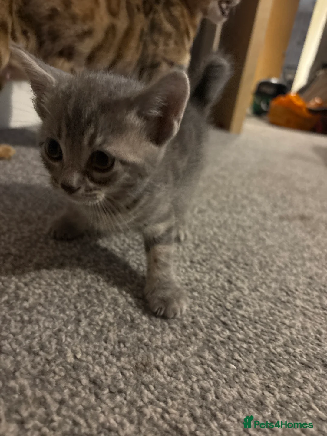 Mixed Breed cats for sale: 4 male bengal crosses  in Gloucester - Advert 2