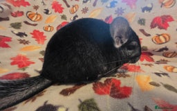 Chinchilla rodents for sale: Black pearl Carriers - Image 12