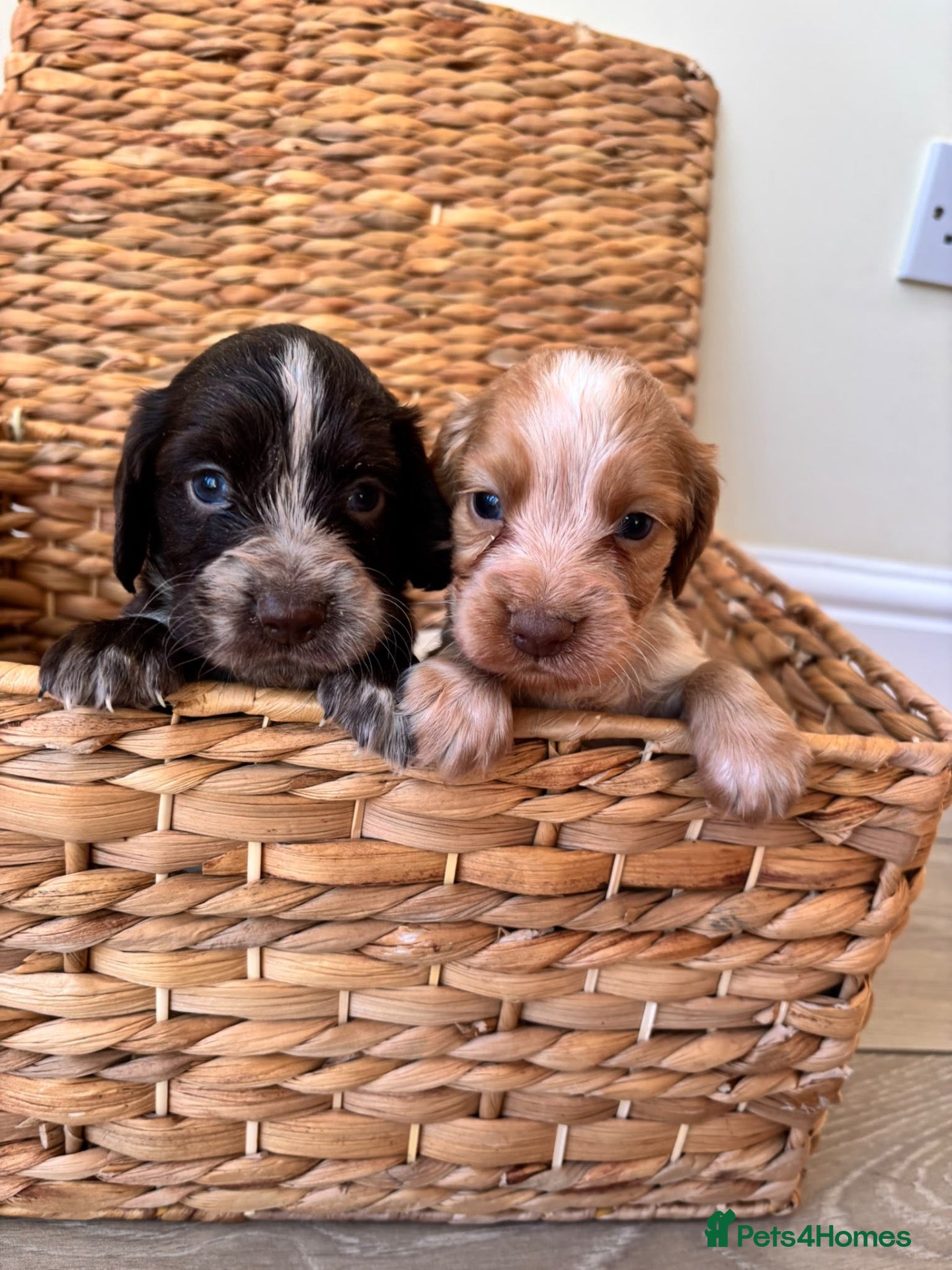 Cocker Spaniel dogs 4 HANDSOME BOYS NEED A HOME🐶🩵  - Advert 12