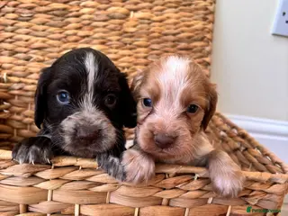 Cocker Spaniel dogs 4 HANDSOME BOYS NEED A HOME🐶🩵 - Advert 12