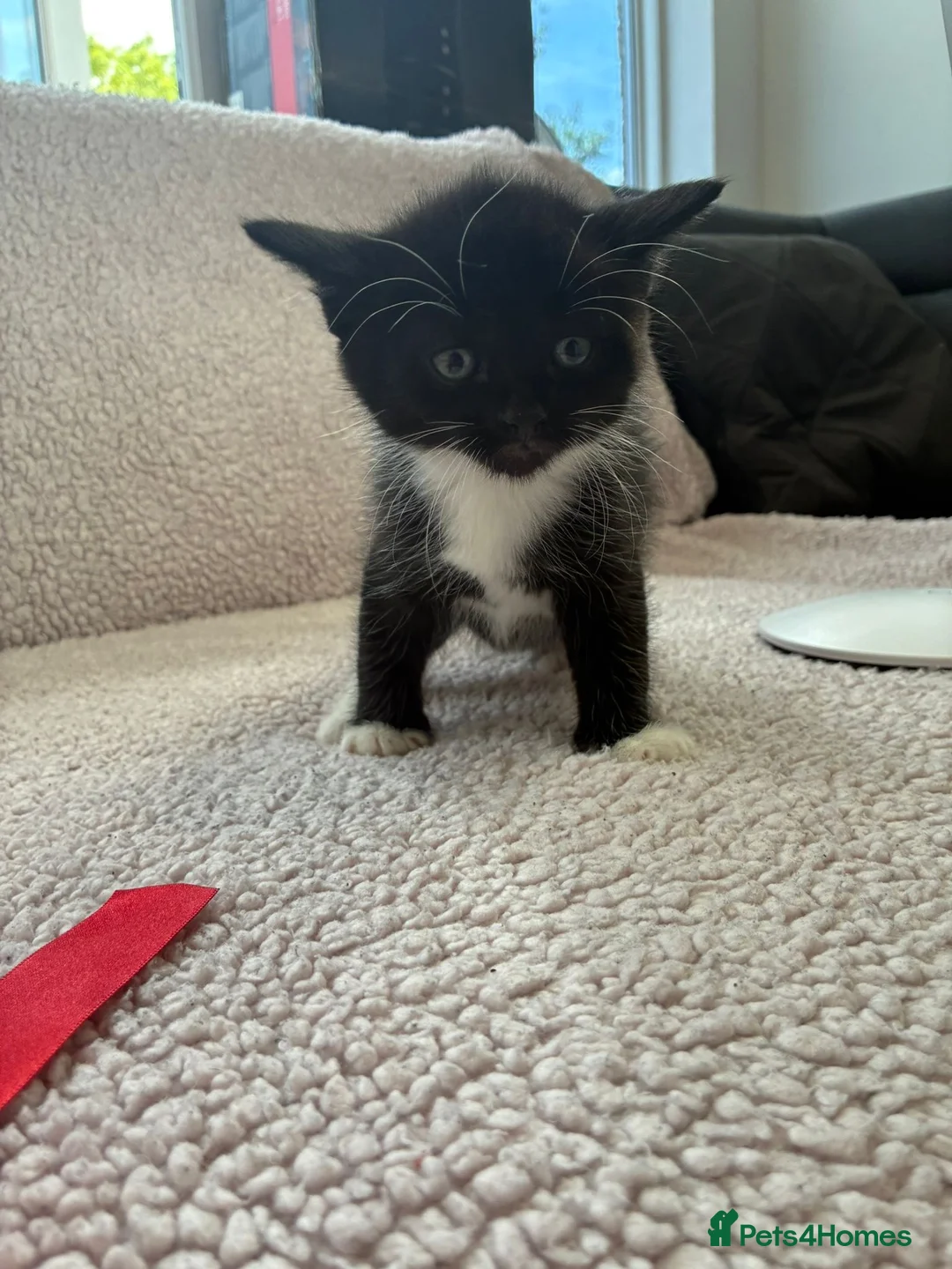 Mixed Breed cats for sale: Five Wonderful, Kichens, Very, Pretty Looking  - Advert 33