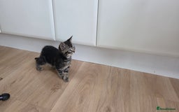 Mixed Breed cats for sale: Mixed Breed Kittens - Image 11