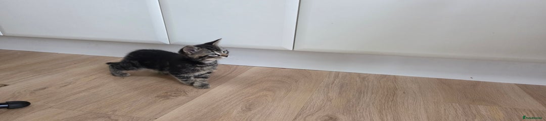 Mixed Breed Kitten 5